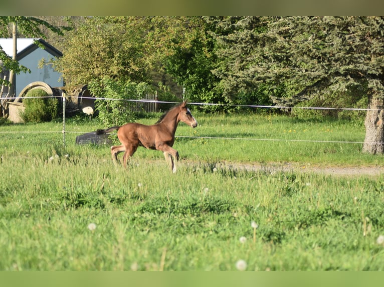 Deutsches Sportpferd Hengst 1 Jahr 170 cm Brauner in Eppendorf