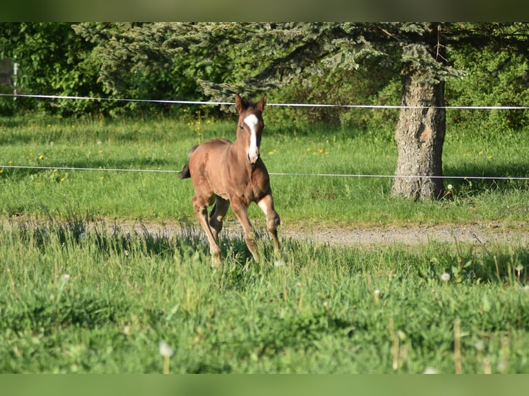Deutsches Sportpferd Hengst 1 Jahr 170 cm Brauner in Eppendorf