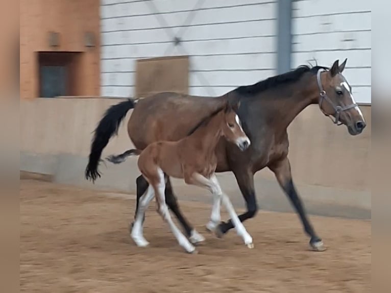 Deutsches Sportpferd Hengst 1 Jahr 170 cm Brauner in Ilmtal-Weinstraße