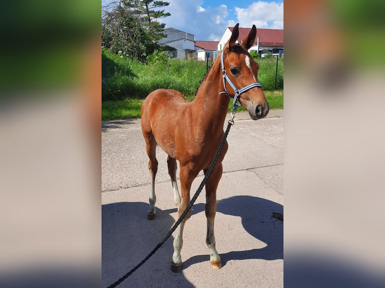 Deutsches Sportpferd Hengst 1 Jahr 170 cm Brauner in Ilmtal-Weinstraße