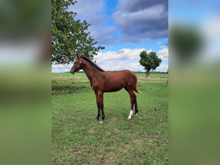 Deutsches Sportpferd Hengst 1 Jahr 170 cm Brauner in Ilmtal-Weinstraße