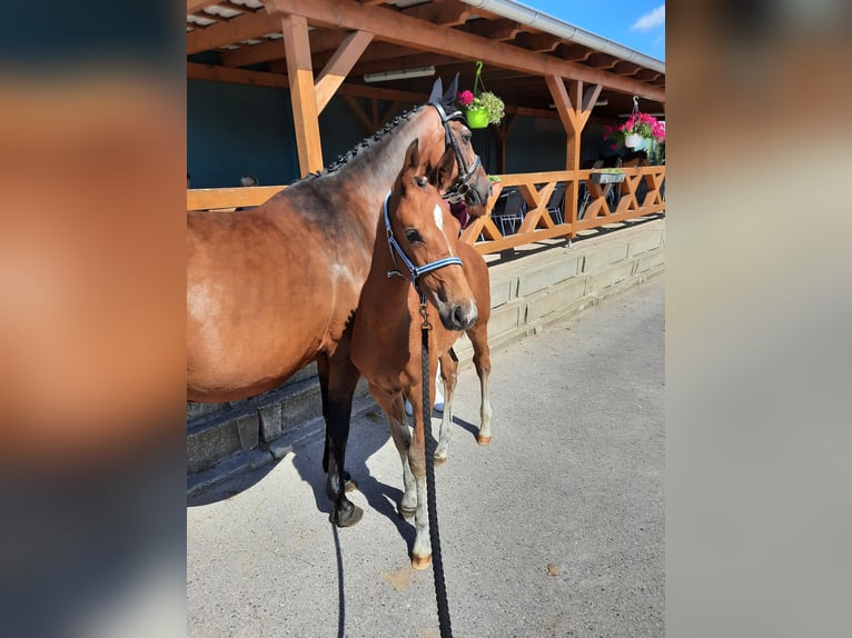 Deutsches Sportpferd Hengst 1 Jahr 170 cm Brauner in Ilmtal-Weinstraße