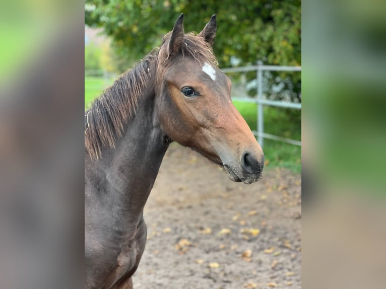 Deutsches Sportpferd Hengst 1 Jahr 170 cm Brauner in Leonberg