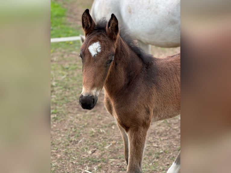 Deutsches Sportpferd Hengst 1 Jahr 170 cm Brauner in Leonberg
