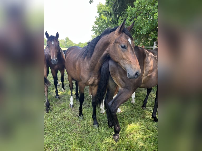 Deutsches Sportpferd Hengst 1 Jahr 170 cm Brauner in Leonberg