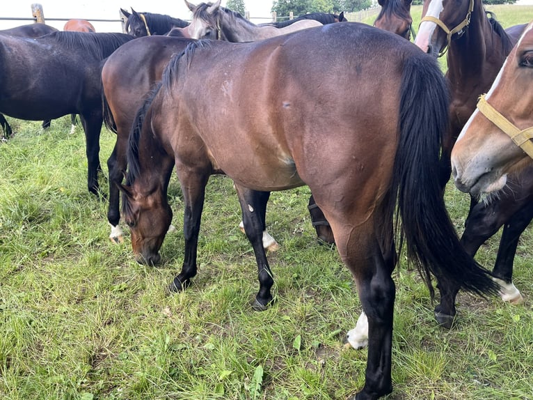 Deutsches Sportpferd Hengst 1 Jahr 170 cm Brauner in Leonberg