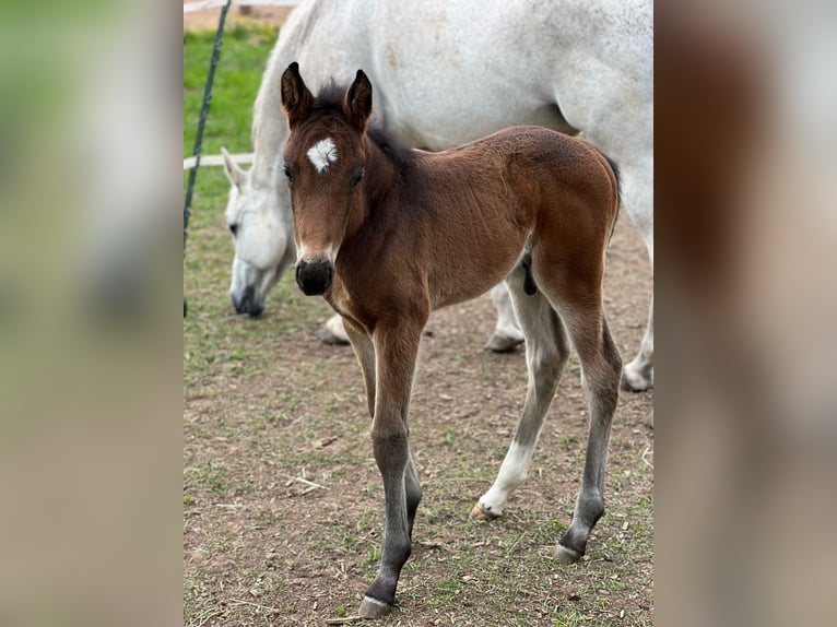 Deutsches Sportpferd Hengst 1 Jahr 170 cm Brauner in Leonberg