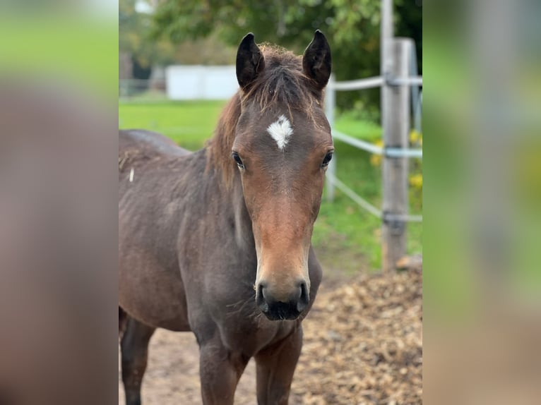 Deutsches Sportpferd Hengst 1 Jahr 170 cm Brauner in Leonberg