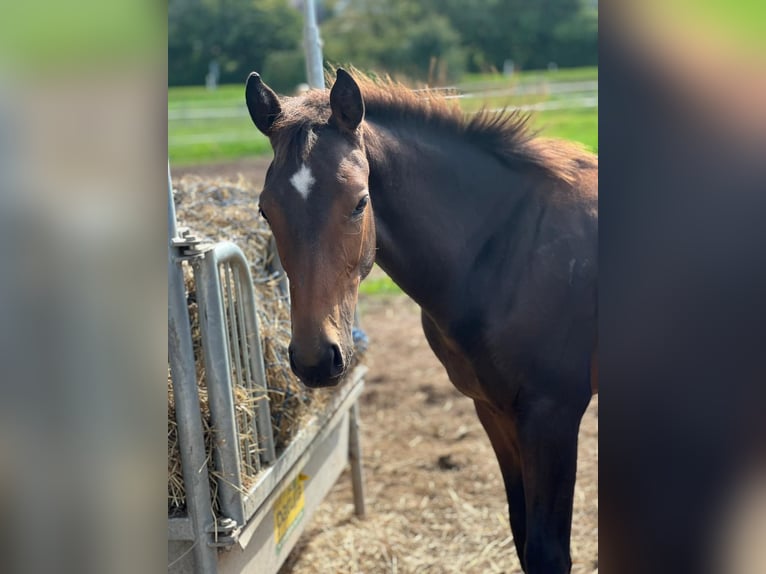 Deutsches Sportpferd Hengst 1 Jahr 170 cm Brauner in Leonberg