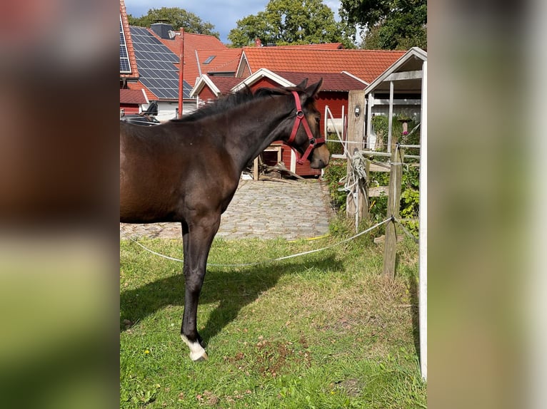 Deutsches Sportpferd Hengst 1 Jahr 170 cm Dunkelbrauner in Beverstedt
