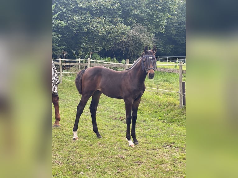 Deutsches Sportpferd Hengst 1 Jahr 170 cm Dunkelbrauner in Beverstedt
