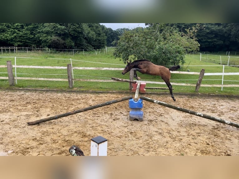 Deutsches Sportpferd Hengst 1 Jahr 170 cm Dunkelbrauner in Beverstedt