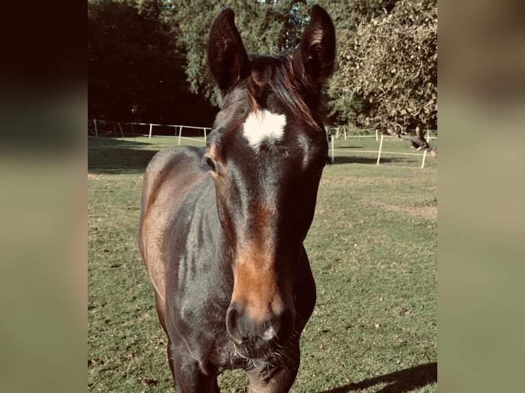 Deutsches Sportpferd Hengst 1 Jahr 170 cm Dunkelbrauner in Beverstedt