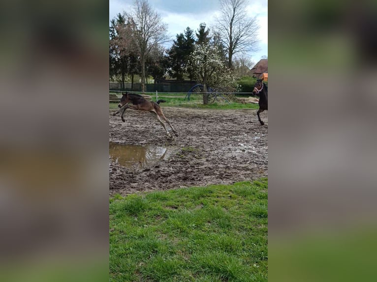 Deutsches Sportpferd Hengst 1 Jahr 170 cm Dunkelbrauner in Rohrlack