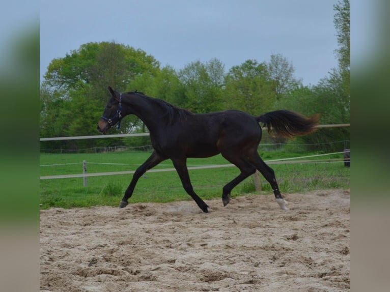 Deutsches Sportpferd Hengst 1 Jahr 170 cm Dunkelbrauner in Temnitztal