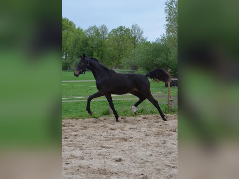 Deutsches Sportpferd Hengst 1 Jahr 170 cm Dunkelbrauner in Temnitztal