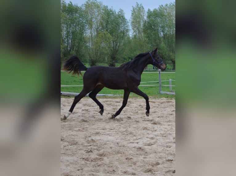Deutsches Sportpferd Hengst 1 Jahr 170 cm Dunkelbrauner in Temnitztal