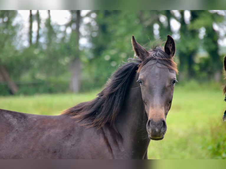 Deutsches Sportpferd Hengst 1 Jahr 170 cm Dunkelbrauner in Temnitztal