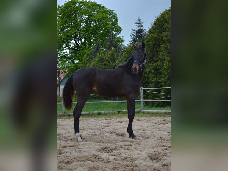 Deutsches Sportpferd Hengst 1 Jahr 170 cm Dunkelbrauner in Temnitztal