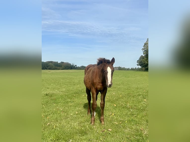Deutsches Sportpferd Hengst 1 Jahr 170 cm Dunkelfuchs in Kleinneudorf