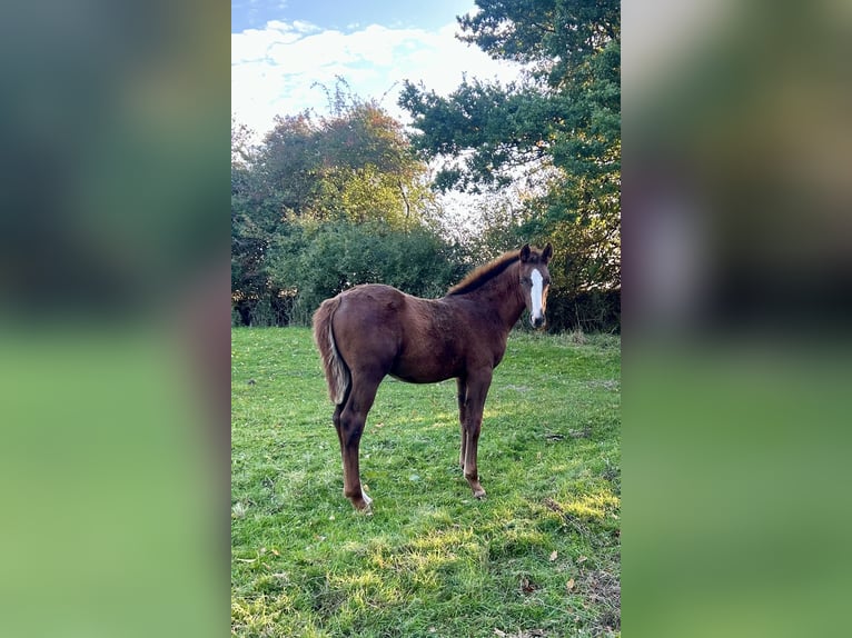 Deutsches Sportpferd Hengst 1 Jahr 170 cm Dunkelfuchs in Kleinneudorf
