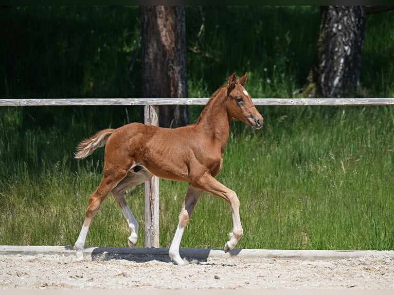 Deutsches Sportpferd Hengst 1 Jahr 170 cm Fuchs in Weil