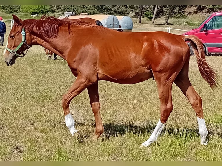 Deutsches Sportpferd Hengst 1 Jahr 170 cm Fuchs in Milower Land