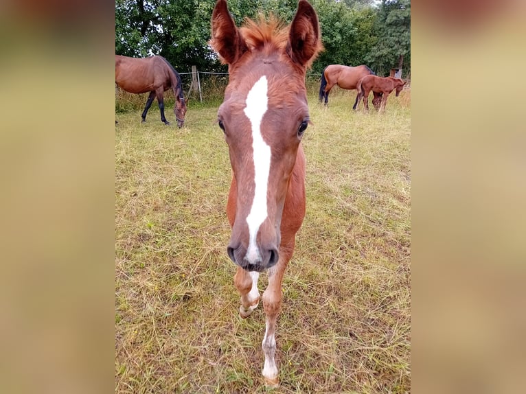 Deutsches Sportpferd Hengst 1 Jahr 170 cm Fuchs in Milower Land