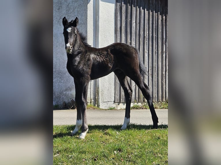 Deutsches Sportpferd Hengst 1 Jahr 170 cm Kann Schimmel werden in Ettenbeuren