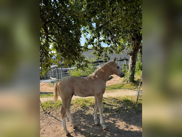 Deutsches Sportpferd Hengst 1 Jahr 170 cm Palomino in Wei&#xDF;enhornWei&#xDF;enhorn