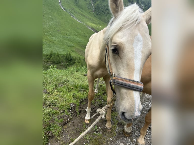 Deutsches Sportpferd Hengst 1 Jahr 170 cm Palomino in Wei&#xDF;enhornWei&#xDF;enhorn