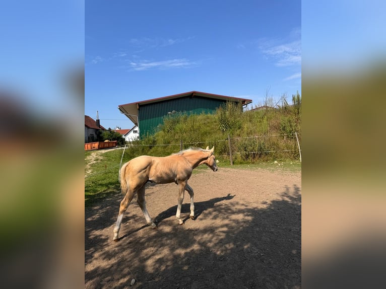 Deutsches Sportpferd Hengst 1 Jahr 170 cm Palomino in Wei&#xDF;enhornWei&#xDF;enhorn