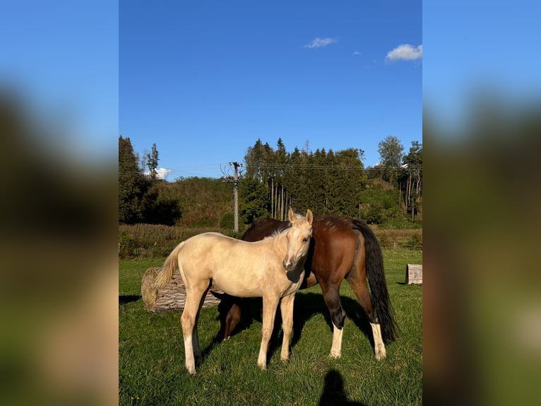 Deutsches Sportpferd Hengst 1 Jahr 170 cm Palomino in Wei&#xDF;enhornWei&#xDF;enhorn