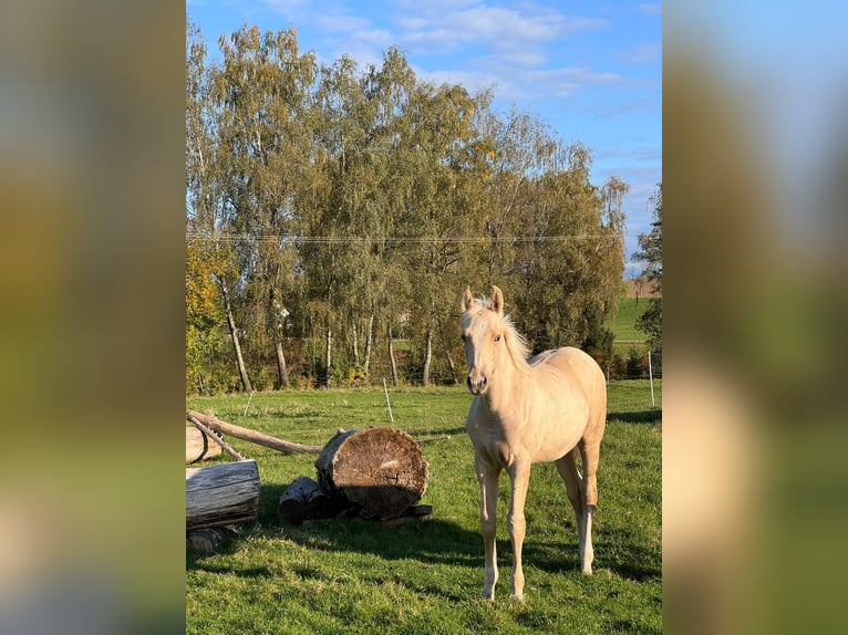 Deutsches Sportpferd Hengst 1 Jahr 170 cm Palomino in Wei&#xDF;enhornWei&#xDF;enhorn