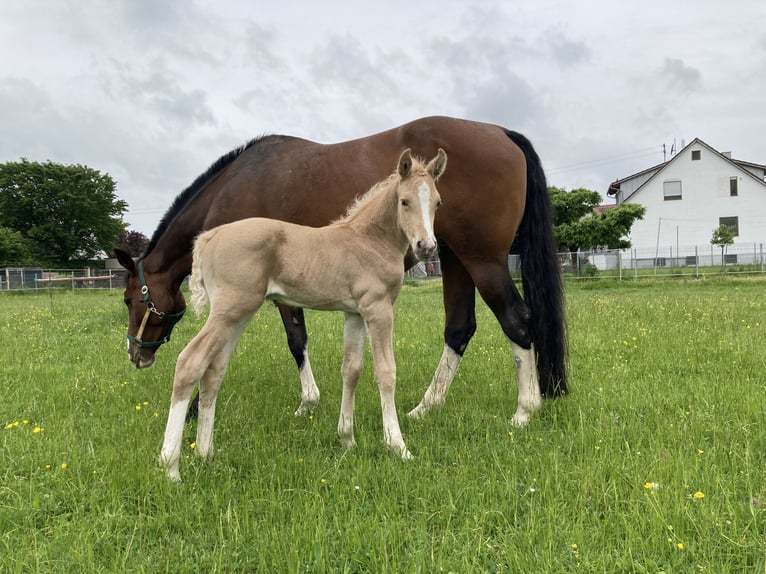 Deutsches Sportpferd Hengst 1 Jahr 170 cm Palomino in Wei&#xDF;enhornWei&#xDF;enhorn