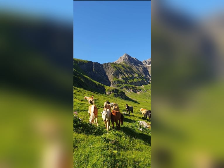 Deutsches Sportpferd Hengst 1 Jahr 170 cm Palomino in Wei&#xDF;enhornWei&#xDF;enhorn