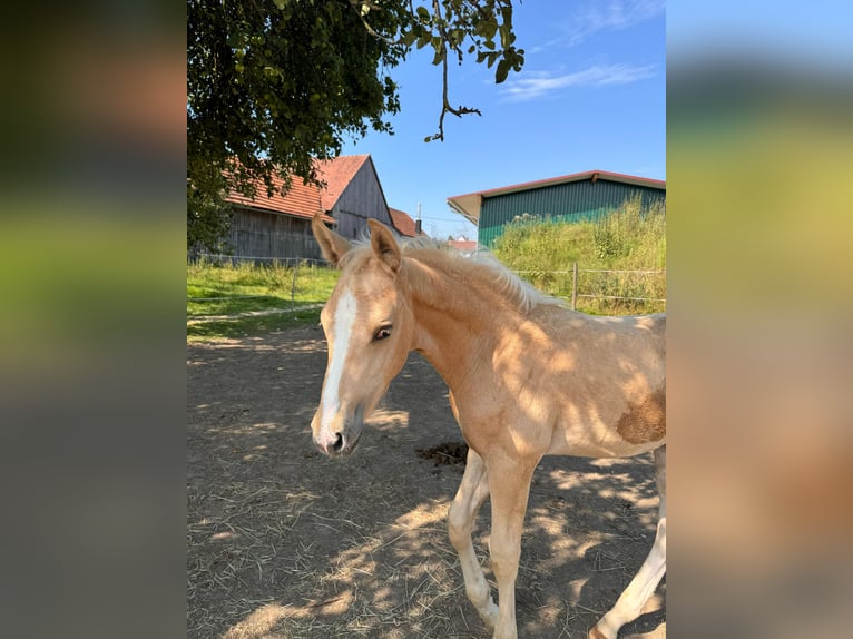 Deutsches Sportpferd Hengst 1 Jahr 170 cm Palomino in Wei&#xDF;enhornWei&#xDF;enhorn