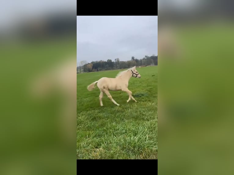 Deutsches Sportpferd Hengst 1 Jahr 170 cm Palomino in Wei&#xDF;enhornWei&#xDF;enhorn
