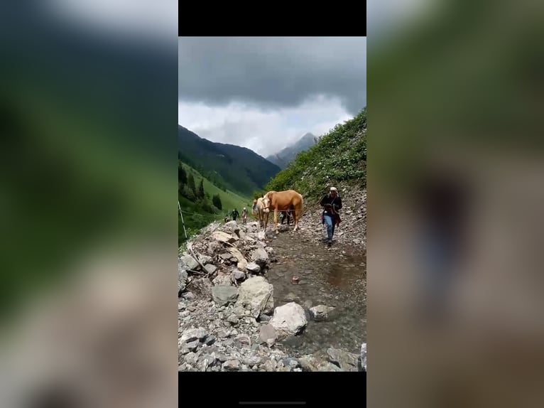 Deutsches Sportpferd Hengst 1 Jahr 170 cm Palomino in Wei&#xDF;enhornWei&#xDF;enhorn