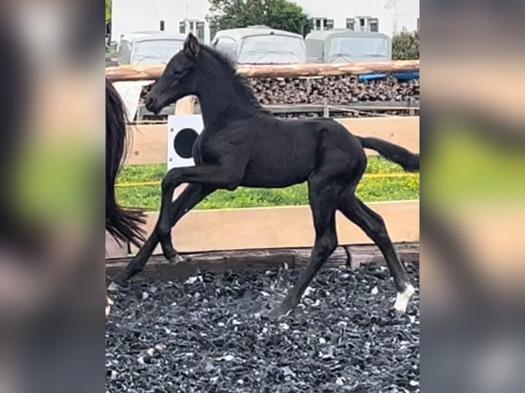 Deutsches Sportpferd Hengst 1 Jahr 170 cm Rappe in Halblech