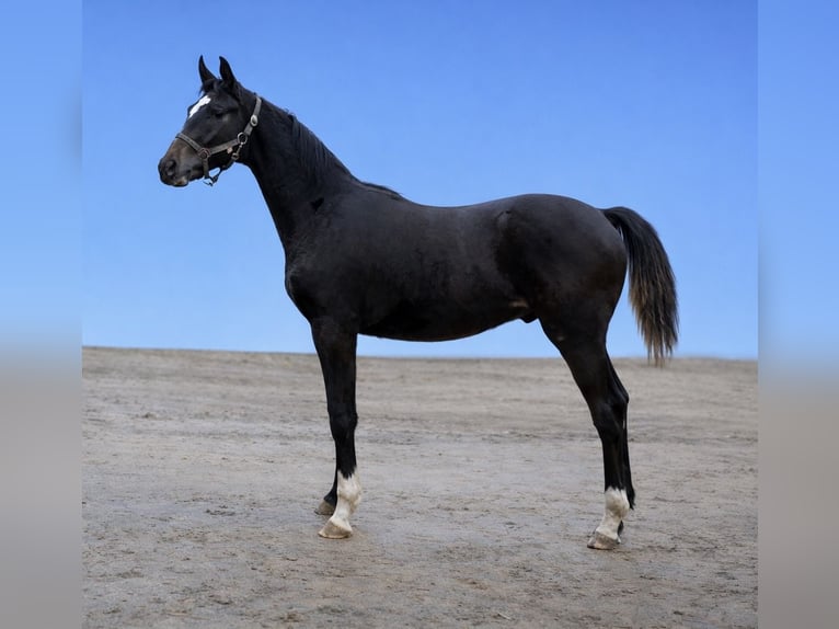 Deutsches Sportpferd Hengst 1 Jahr 170 cm Rappe in Langenau