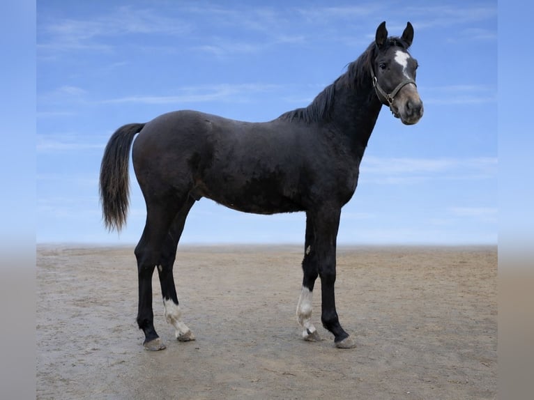 Deutsches Sportpferd Hengst 1 Jahr 170 cm Rappe in Langenau
