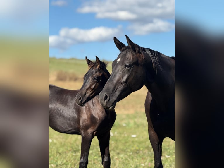 Deutsches Sportpferd Hengst 1 Jahr 170 cm Rappe in Querfurt