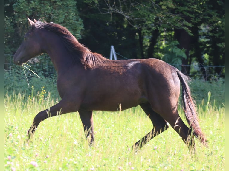 Deutsches Sportpferd Hengst 1 Jahr 170 cm Rappe in Bayreuth