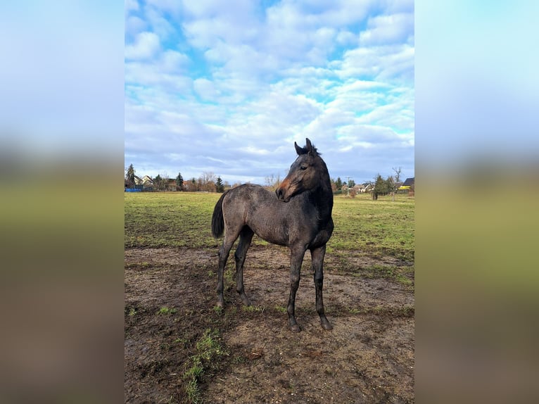 Deutsches Sportpferd Hengst 1 Jahr 172 cm Schimmel in Annaburg