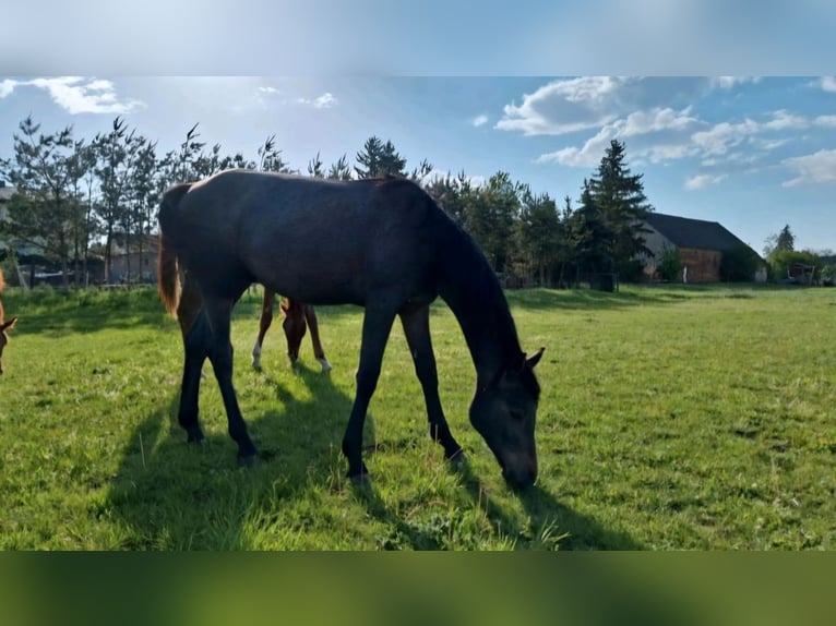 Deutsches Sportpferd Hengst 1 Jahr 172 cm Schimmel in Annaburg