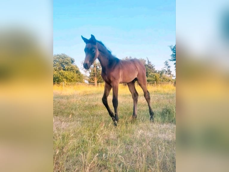 Deutsches Sportpferd Hengst 1 Jahr 172 cm Schimmel in Annaburg