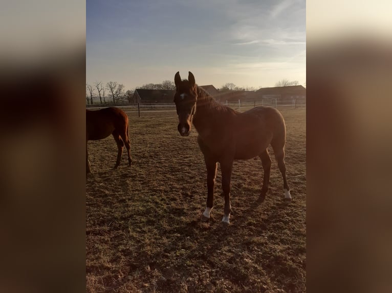 Deutsches Sportpferd Hengst 1 Jahr 172 cm Schimmel in Güssefeld