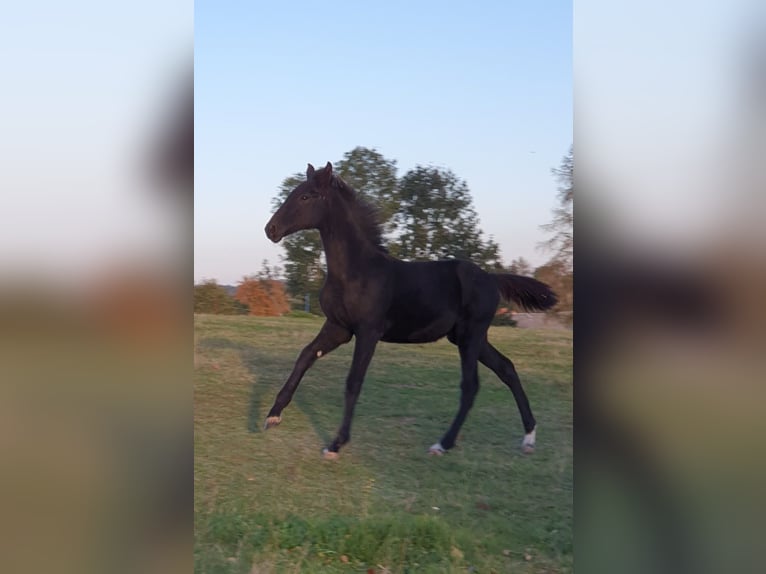 Deutsches Sportpferd Hengst 1 Jahr 173 cm Rappe in Hainichen