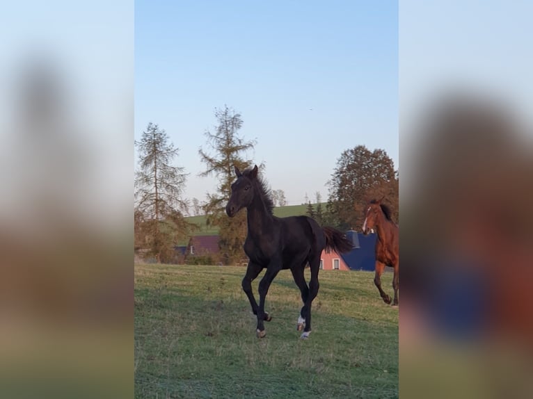 Deutsches Sportpferd Hengst 1 Jahr 173 cm Rappe in Hainichen